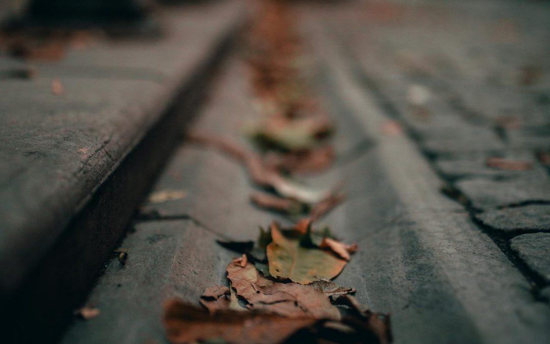 Autumn leaf fall & blocked drains: How to prepare in Tiverton